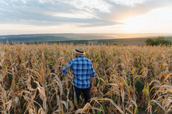 バックビュー 日没時にはトウモロコシ畑に立っている農夫が作物を見ている 高品質の写真 — ストック写真