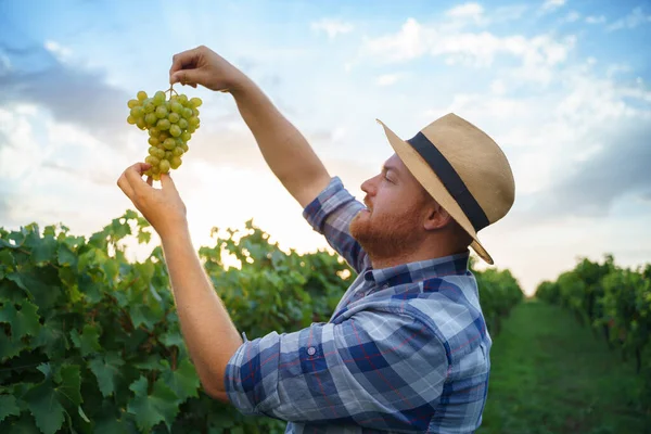 Cheerful Bearded Male Farmer Hat Smiling Inspecting Bunch Fresh Grapes — Stock Photo, Image