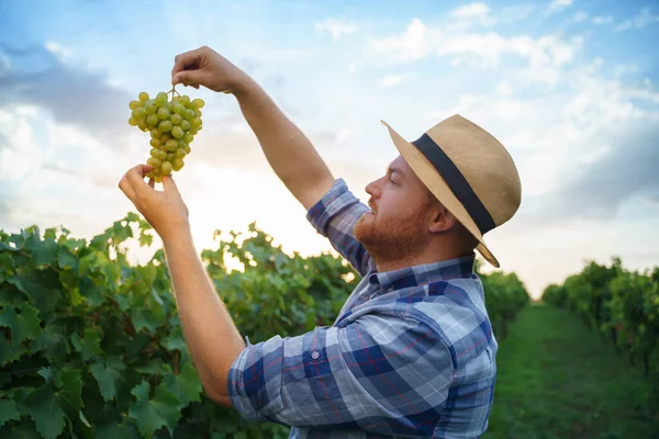 Agricultor Masculino Barbudo Alegre Chapéu Sorrindo Inspecionando Monte Uvas Frescas — Fotografia de Stock