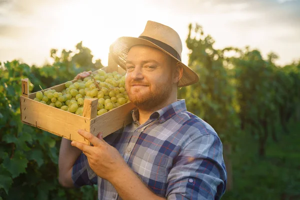 若い男性農家のワイン醸造者のフロントビューでは 肩の大きな収穫にブドウのリフトボックスを保持し 笑顔とカメラを見て 高品質の写真 — ストック写真