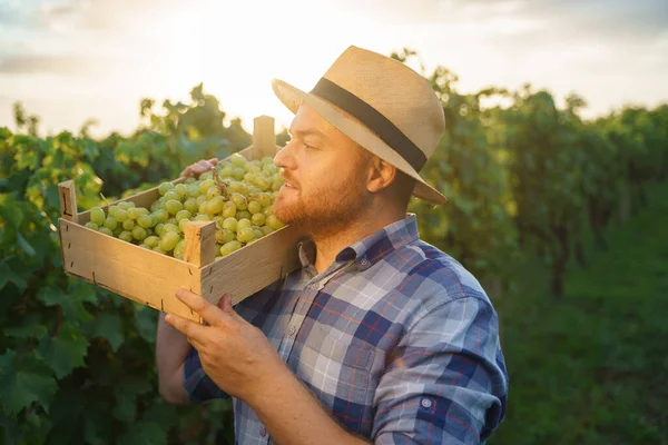 肩の大きな収穫にブドウの箱を保持若い農家のブドウ栽培者の側のビュー 高品質の写真 — ストック写真