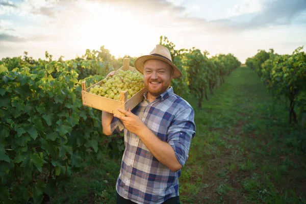 若い男性農家のワイン醸造者のフロントビューでは 肩の大きな収穫にブドウのリフトボックスを保持し 笑顔とカメラを見て 高品質の写真 — ストック写真