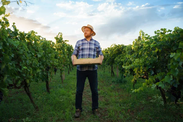 フロントビューの帽子に若い農家のワイン生産者の労働者の男性は 彼の手にブドウの箱がいっぱい立っています 天気の良い日に背景の大規模なブドウ農園 高品質の写真 — ストック写真