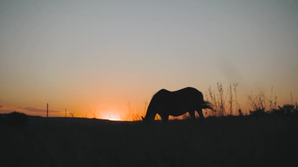 夜明け黄色の太陽の光の中で牧草地で茶色の馬の放牧のシルエットの一般的なショット 高品質のフルHd映像 — ストック動画
