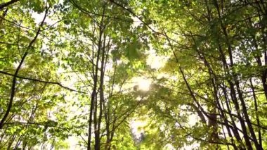 Sonbahar ormanı. Ekim 'de çekimler var. Yüksek kalite 4k görüntü