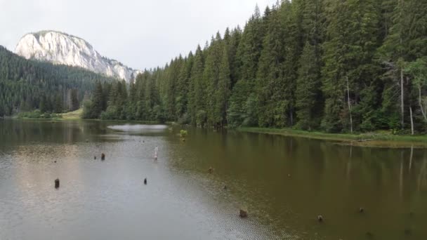 夏のヨーロッパ公園のきれいな湖 白い岩と木々 自然をハイキング 傾斜アップ 高品質4K映像 — ストック動画