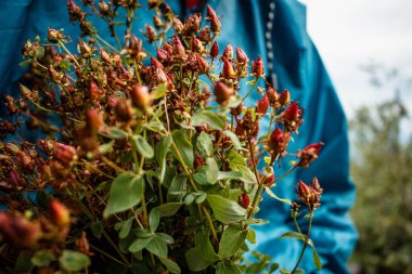 Mavi bir ceketin arka planında St. John 's otundan var.