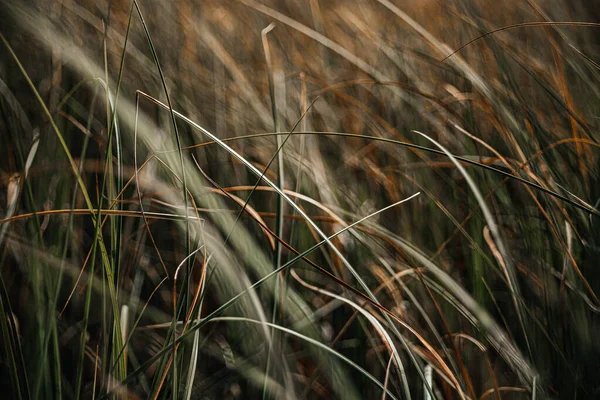 湖の秋草デスクトップスクリーンセーバー — ストック写真