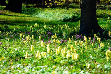 Yeşil parkta çiçekler.