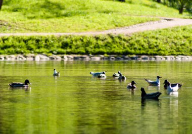 Göletteki ördekler