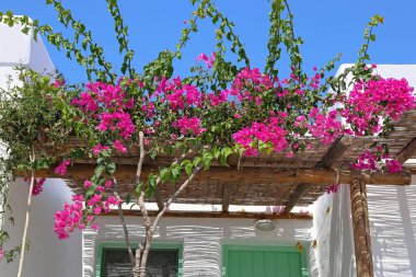 Yunanistan 'ın Ano Koufonisi adasında pembe begonvil çiçekleri