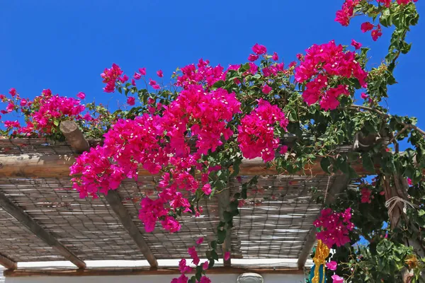 Blommande Rosa Bougainvillea Träd Ano Koufonisi Grekland — Stockfoto
