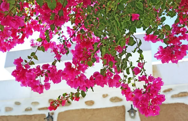 Blommande Rosa Bougainvillea Blommor Vid Koufonisia Cyklader Grekland — Stockfoto