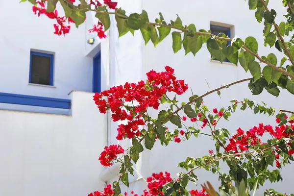 Casas Brancas Tradicionais Com Detalhes Azuis Flores Vermelhas Bougainvillea Ano — Fotografia de Stock