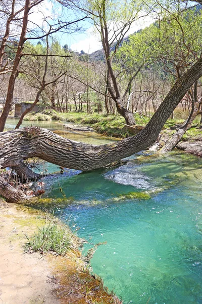 Corteccia Albero Caduta All Interno Del Fiume Paesaggio Forestale Primaverile — Foto Stock