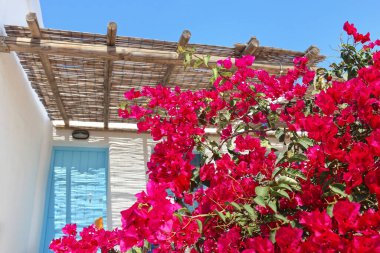 blooming bougainvilleas at Ano Koufonisi island Cyclades Greece clipart