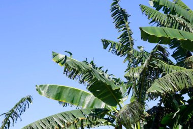 Yeşil muz yaprağı, yeşil tropikal yaprak dokusu mavi açık gökyüzü arkaplan fotoğrafında izole edilmiş.