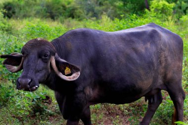 Hindistan, Kız Ulusal Parkı 'nda Hint bufalosu. Su Bufalosu Ağacın altında dinlenir gibi.