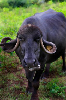 Hint bufalolarının ya da kız milli parkının güzel bir fotoğrafı. Su Bufalosu Ağacın altında dinleniyor