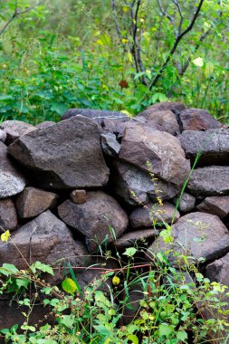 Ormandaki güzel taş duvar. Eski taş duvar ormanda sonbahar boyunca uzanan, eski taş duvar ile yosun ve bitki (yosun, eğreltiotu, ot)