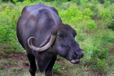 Covid 19, Coronavirus, Hindistan 'ın ulusal parkındaki kırsal Hint bufalolarında hayat devam ediyor. Su Bufalosu ağacın altında dinleniyor. Hindistan altkıtasında. JPG