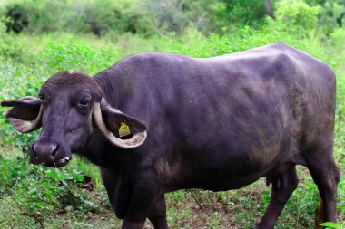 Hindistan, Kız Ulusal Parkı 'nda Hint bufalosu. Su Bufalosu Ağacın altında dinlenir gibi.