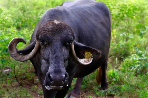 Bufalo doğada duruyor. Su bufalosu sürüsü doğada duruyor ve çiğniyor. Hindistan, Kız Ulusal Parkı 'nda Hint bufalosu. Su Bufalosu ağacın altında dinleniyor. Hindistan 'ın alt kıtasında