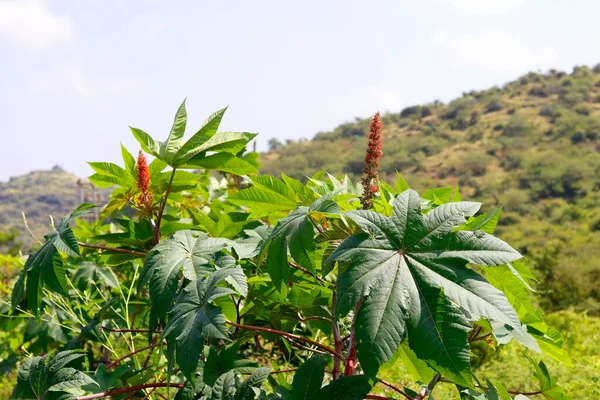 Ricinus Communis Allmänt Känd Som Ricinolja Växt Ricinus Communis Där — Stockfoto