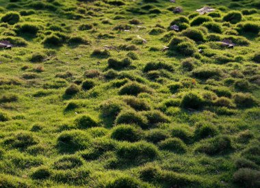 Yeşil çimen alan arka planı veya yeşil çimen dokusu arka plan çimen bahçe kavramı yeşil arka plan futbol sahası, çim golf, yeşil çimen desenli arka plan.