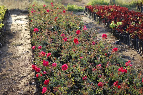 A small pink rose plants with its beautiful flowers in a nursery garden cute roses flowers stock photo. Miniature pink rose in pot in a greenhouse. pink flower in plant field in nursery.