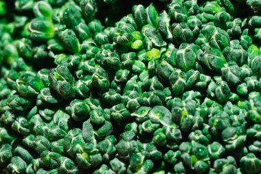 Yakın çekim makro, brokoli sebzelerinin yeşil dokusu..