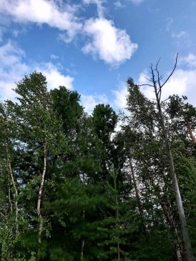 Tayga 'daki sedir ormanı