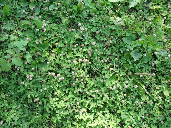 Zelený Koberec Přespu — Stock fotografie