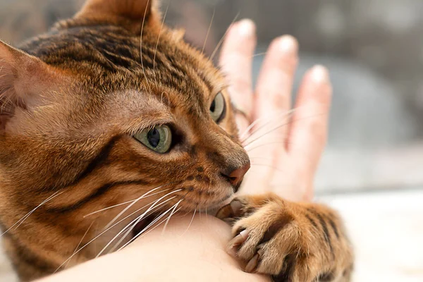 Vacker Bengal Katt Biter Kvinnas Hand — Stockfoto