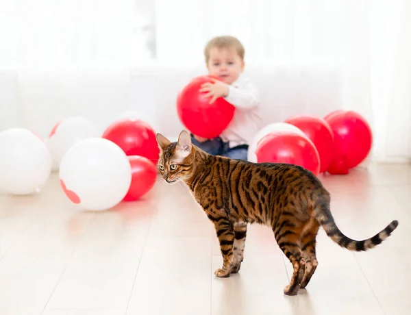 Hermoso Gato Bengala Sobre Fondo Lindo Niño Pequeño Con Bolas — Foto de Stock