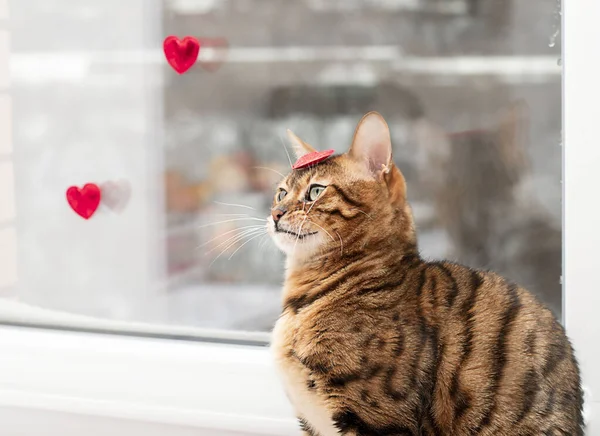 Vacker Bengal Katt Sitter Nära Fönstret Alla Hjärtans Dag Koncept — Stockfoto
