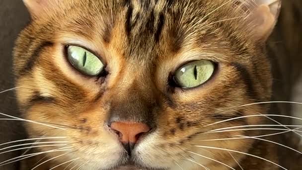 동물. 아름다운 붉은 벵골 고양이. 고양이들의 눈은 천천히 열립니다. 클로즈업. 매크로 — 비디오