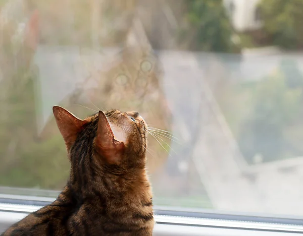 ¡Animal! Un gato de raza pura de Bengala mira por la ventana en el interior de una casa. espacio de copia. enfoque suave. — Foto de Stock