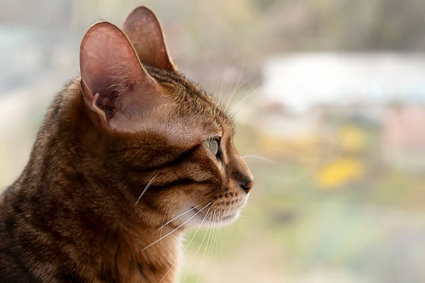 Animal. Um gato de raça pura de Bengala olha pela janela em um interior de casa. espaço de cópia. foco suave. — Fotografia de Stock