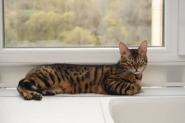 Animal. Um belo gato de raça pura Bengala encontra-se em um peitoril da janela contra o fundo de uma janela em um interior de casa. — Fotografia de Stock