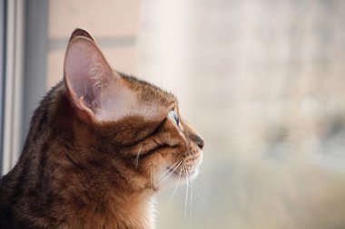 Hayvan herif. Safkan bir Bengal kedisi evin içinde camdan dışarı bakar. kopyalama alanı. yumuşak odak.