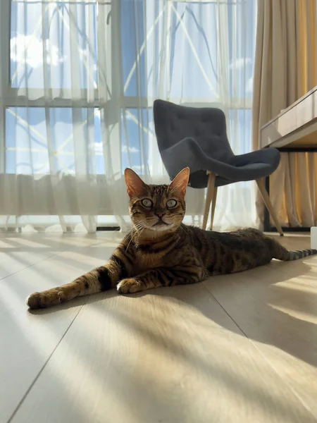 Animal Thoroughbred Beautiful Striped Bengal Cat Lies Floor Rays Sun — Foto de Stock