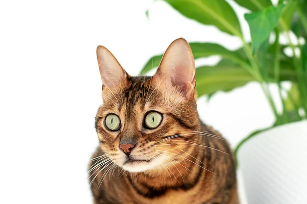 Animal Home Beautiful Striped Bengal Cat Sits Green Flower White — Stok fotoğraf