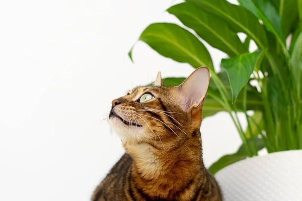 Djur Hem Vacker Randig Bengalisk Katt Sitter Nära Grön Blomma — Stockfoto