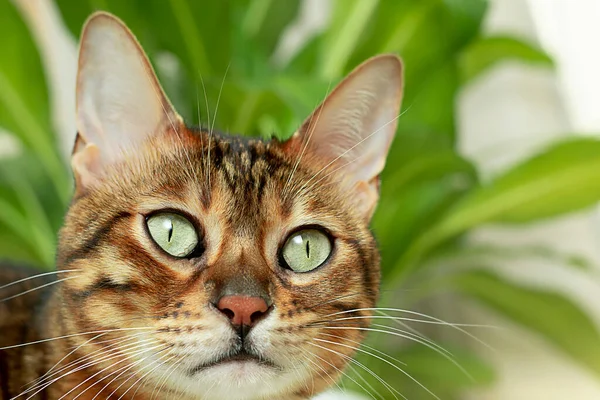 Djur Inhemska Vackra Randiga Bengal Katt Sitter Bakgrunden Grön Blomma — Stockfoto