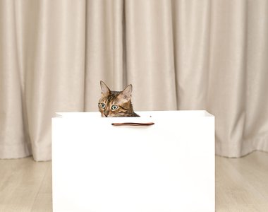 Hayvan herif. Yurt içi çizgili güzel kırmızı Bengal kedisi ev içinde yerde duran boş beyaz bir paketten dışarı bakıyor. kopyalama alanı. Yumuşak odaklanma. Mesaj için yer. Reklamcılık.