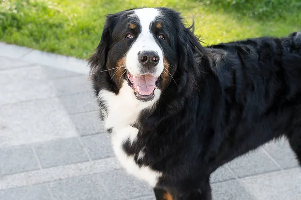 Ein schöner reinrassiger Hund geht im Frühling auf die Straße. — Stockfoto