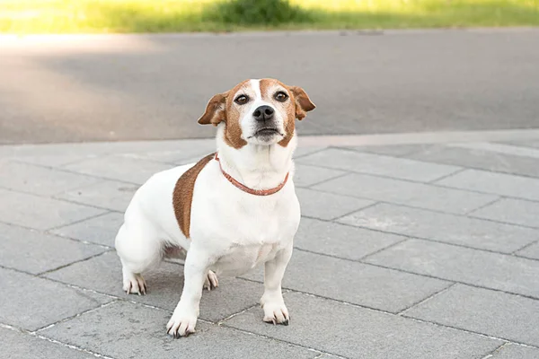 Jack russell terrier. Krásný plnokrevný pes kráčí po ulici — Stock fotografie