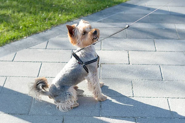 Ein schöner reinrassiger Hund geht im Frühling auf die Straße. — Stockfoto