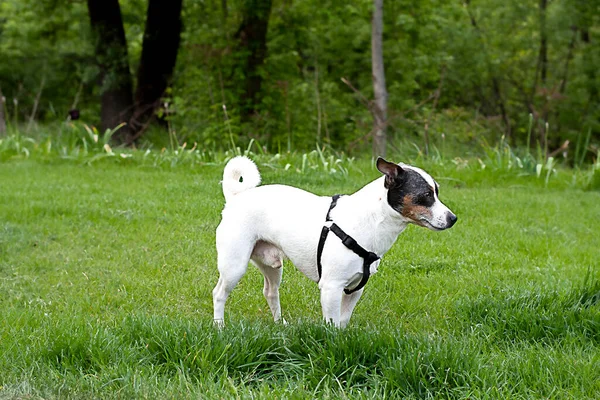 Superbe Jack Russell Terrier de race pure sur fond de plantes vertes — Photo